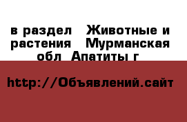  в раздел : Животные и растения . Мурманская обл.,Апатиты г.